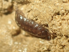 Hyloniscus riparius