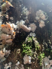 Megapallifera mutabilis