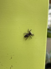 Platycryptus californicus