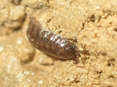 Hyloniscus riparius
