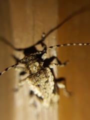 Aegomorphus jaspideus