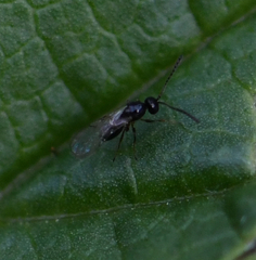 Cynipoidea