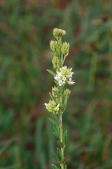 Lespedeza capitata