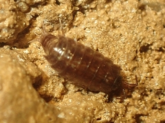 Hyloniscus riparius