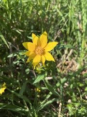 Bidens aristosa