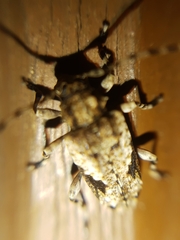 Aegomorphus jaspideus