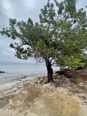 Thespesia populnea