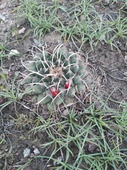 Mammillaria magnimamma