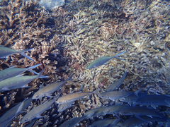 Trachinotus coppingeri