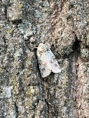 Lacinipolia implicata