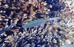 Trachinotus coppingeri