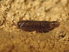 Hyloniscus riparius