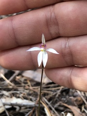 Caladenia alata