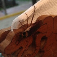 Periplaneta australasiae