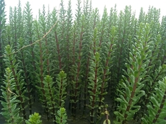 Hippuris tetraphylla