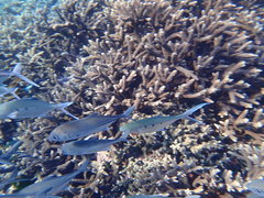 Trachinotus coppingeri