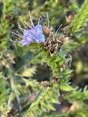 Echium