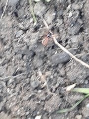 Pachygnatha autumnalis