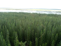 Hippuris tetraphylla