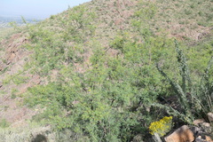 Vachellia constricta