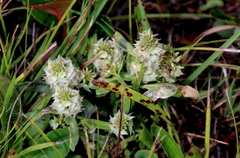 Polygala cruciata