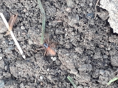 Pachygnatha autumnalis