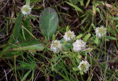 Polygala cruciata