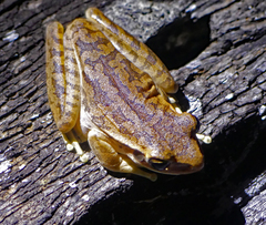 Boana raniceps