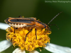 Chauliognathus marginatus