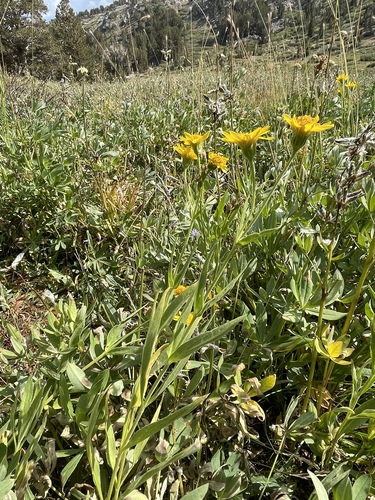 Image of Arnica mollis by no rights reserved