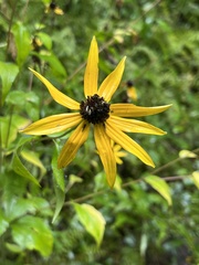Rudbeckia triloba