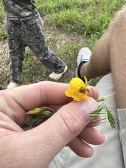 Chamaecrista fasciculata