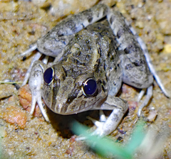 Leptodactylus macrosternum