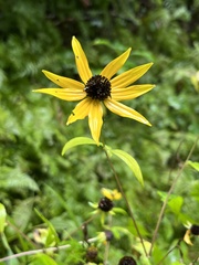 Rudbeckia triloba