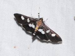Desmia