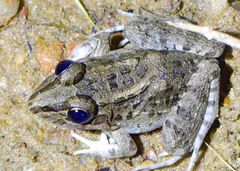 Leptodactylus macrosternum