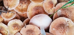 Desarmillaria caespitosa