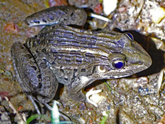 Leptodactylus macrosternum