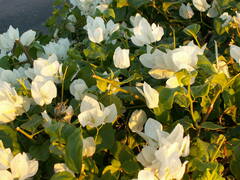 Bougainvillea