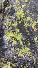 Letharia vulpina