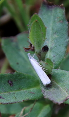 Crambus albellus
