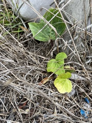 Hedera canariensis