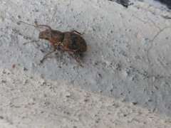 Pantomorus cervinus