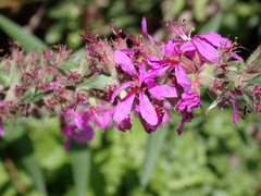 Lythrum salicaria
