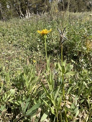 Arnica mollis