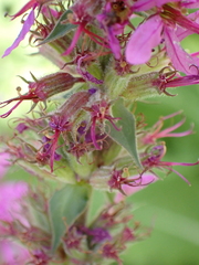 Lythrum salicaria