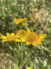 Arnica mollis