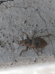 Pantomorus cervinus