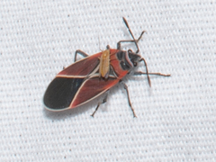 Neacoryphus bicrucis