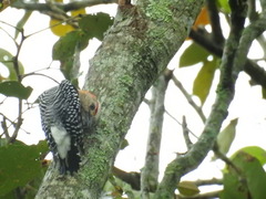 Melanerpes rubricapillus